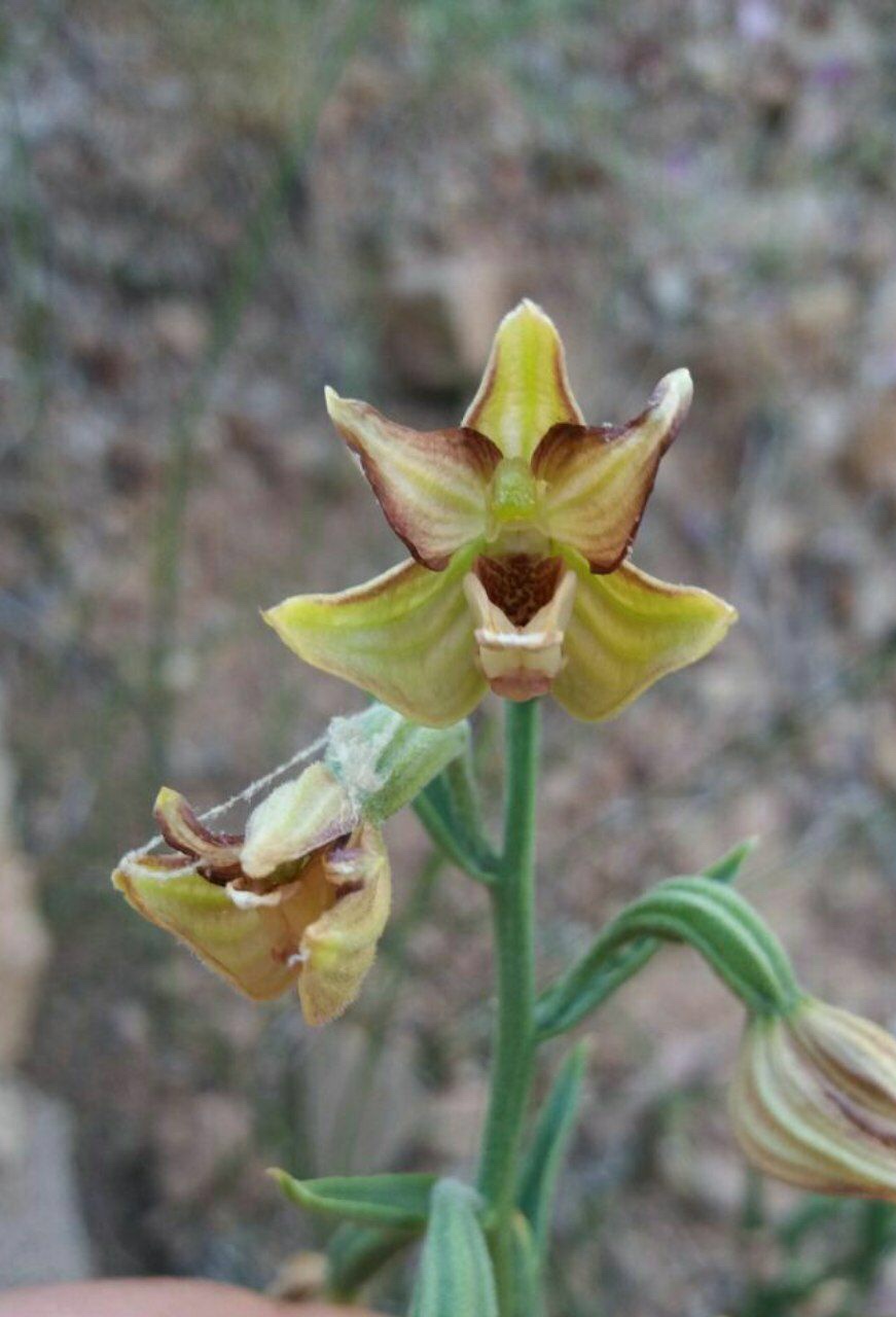 خربقی معمولی